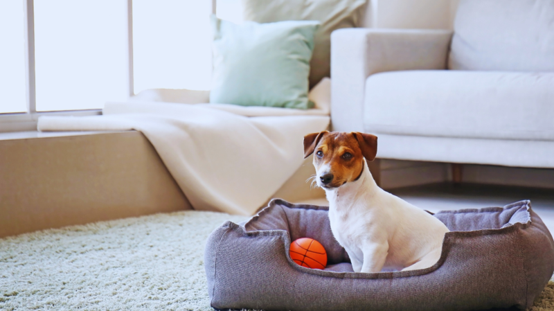 pet friendly home