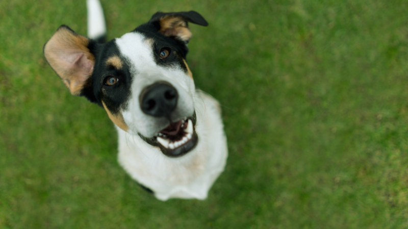 Tuscaloosa Dog Park